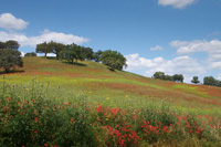 Photo of a field of poppies